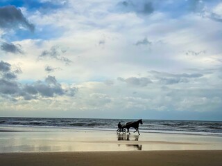 horse on the beach