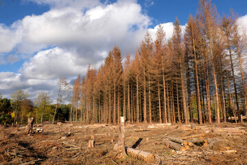 Dead trees and deforested woodland by reason of drought and bark beetle infestation in times of climate change and forest dieback - Stockphoto 