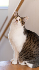 座った猫　キジトラ猫