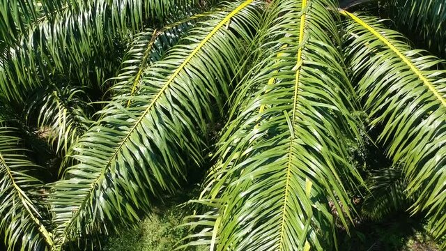 Aerial Palm field for oil energy