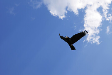Flying crow against the blue sky with copy space.
