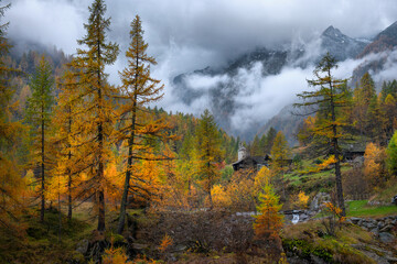 Stunning autumn alpine landscape with colorful redwood forest and beautiful yellow larches.