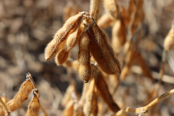 Close-up of  dry Soybean plants ready to harvest against sunlight. Cultivated Glycine max 