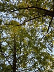 leaves against sky