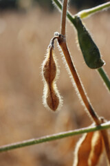 Close-up of  dry Soybean plants ready to harvest against sunlight. Cultivated Glycine max 