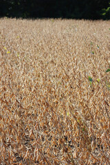 Soybean field ready to harvest on a sunny day. Cultivated Glycine max 