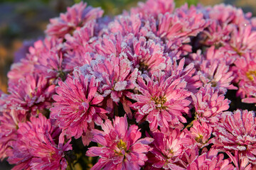 chrysanthemums with frost,purple chrysanthemums covered with hoarfrost in the morning