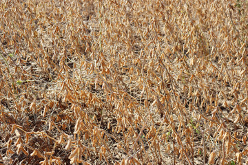 Soybean field ready to harvest on a sunny day. Cultivated Glycine max 