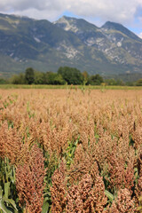 
Sorghum field ready to harvest in the italian countryside on a sunny day. Cultivated Sorghum vulgare 