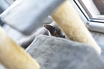 cat spy © Bartosz