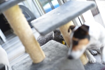 cat and dog © Bartosz