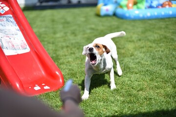 dog jack russel © Bartosz