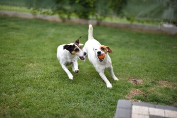 dos jack russel
