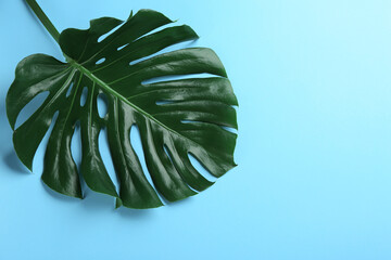 Naklejka na ściany i meble Beautiful monstera leaf on light blue background, top view with space for text. Tropical plant