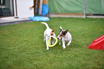 dogs love ring © Bartosz