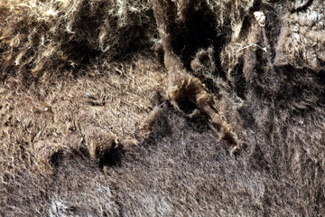Bison (Bison bison)
