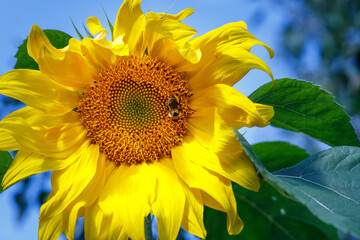 Bees Collect Honey in a Sunflower. Beautiful Sunflower and honey bee sitting on it.