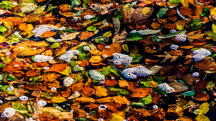bunte Herbst Blätter schwimmen auf See