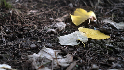 Closeup yellow autumn leaf at park