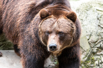 European brown bear (Braunb&auml;r) Ursus arctos