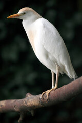 Cattle egret (Bubulcus ibis) Héron garde-boeufs