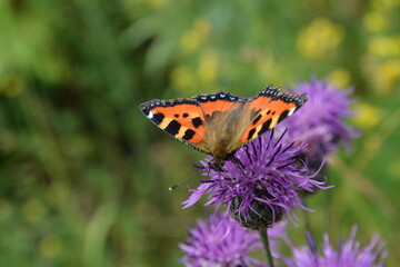 butterfly on flower