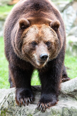 Fototapeta na wymiar European brown bear (Braunbär) Ursus arctos
