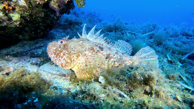 Mediterranean sea scorpion fish over the sea bed