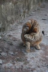 cat on the rock