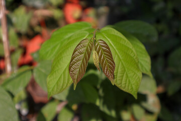 Beautiful texture of Kratom Plant (Mitragyna speciosa) leaves. This plant also used for creating traditional medicines in some countries of south east asia.