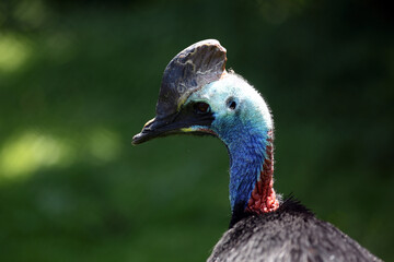 Cassowary (Casuarius casuarius) Casoar