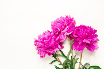 Pink peonies on white background. Top view, copy space