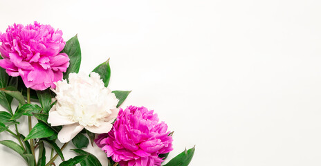 Flower banner. Pink and white peonies on white background. Top view, copy space