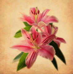 Tender nice flowers of lilies, pink romantic lily, isolated 
