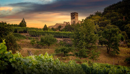 Autumn vineyards under old ruin of Hinterhaus castle in Spitz. Wachau valley. Lower Austria.
