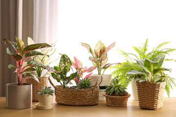 Collection of beautiful houseplants on wooden table indoors