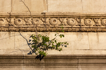 Ancient brick wall with ornament with tree branches growing from it.