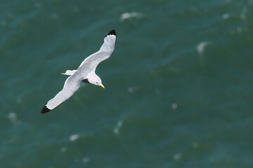 Kittiwake in flight
