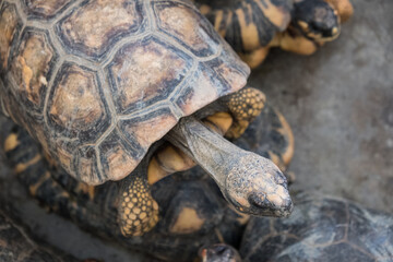 A tortoise sanctuary located in the heart of Singapore.