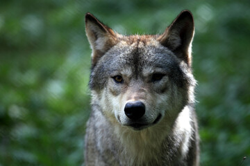 Naklejka na ściany i meble European Wolf (Canis lupus) Loup d'Europe