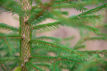 Natural background. Trunk of a young spruce tree, close-up photo. Shallow depth of field. Selective focus on a tree trunk. The concept of afforestation and forestry.