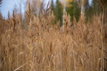 Natural background. Thickets of reeds. Soft focus. A photo with a shallow depth of field. Selective focus on nearby plants.