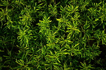 the beauty of the ornamental grass which is greenish yellow. ornamental grass background. nature background.