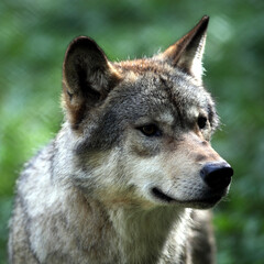 European Wolf (Canis lupus) Loup d'Europe