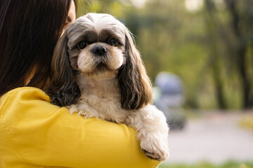 Shih-Tzu dog in female hands on the background of an autumn park .