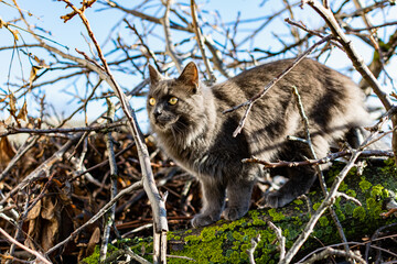 A pet Maine Coon cat of gray graphite color climbs and walks among the dry branches of trees in the garden. The season of spring and harvesting in the garden.