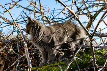 A pet Maine Coon cat of gray graphite color climbs and walks among the dry branches of trees in the garden. The season of spring and harvesting in the garden.