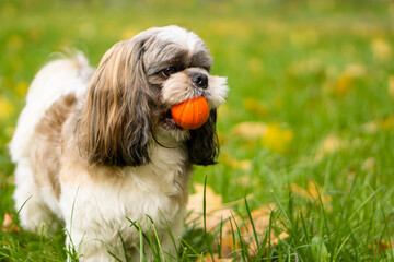 Shih-tzu dog  with ball.