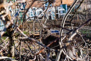 A pet Maine Coon cat of gray graphite color climbs and walks among the dry branches of trees in the garden. The season of spring and harvesting in the garden.