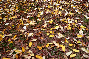 various fallen leaves on ground.